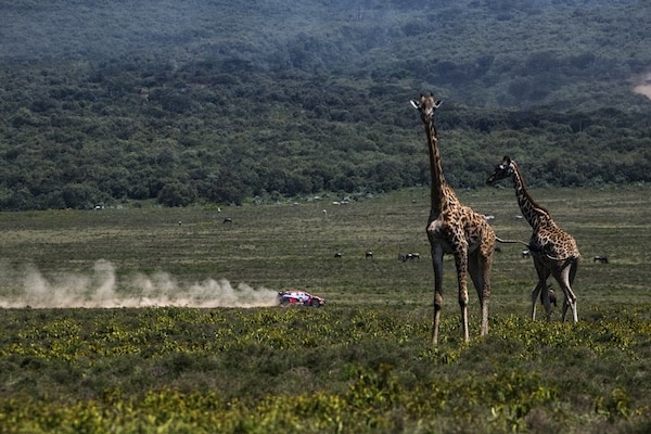 Safari-rallissa nähtiin draamaa heti kärkeen - rallikuljettaja kaatoi autonsa Safari-rallissa nähtiin draamaa heti kärkeen – rallikuljettaja kaatoi autonsa